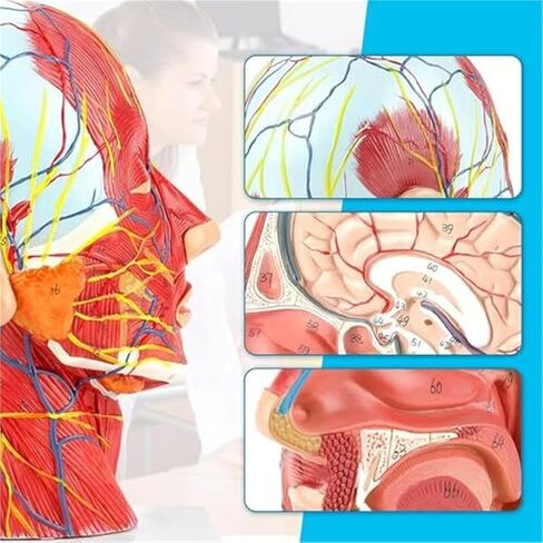 A Human Half Head Neurovascular and Facial Anatomical Medical Model with Muscle Structure in Saudi Arabia