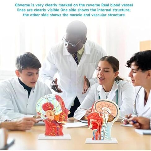A Human Half Head Neurovascular and Facial Anatomical Medical Model with Muscle Structure in Saudi Arabia