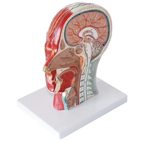 A Human Half Head Neurovascular and Facial Anatomical Medical Model with Muscle Structure in Saudi Arabia