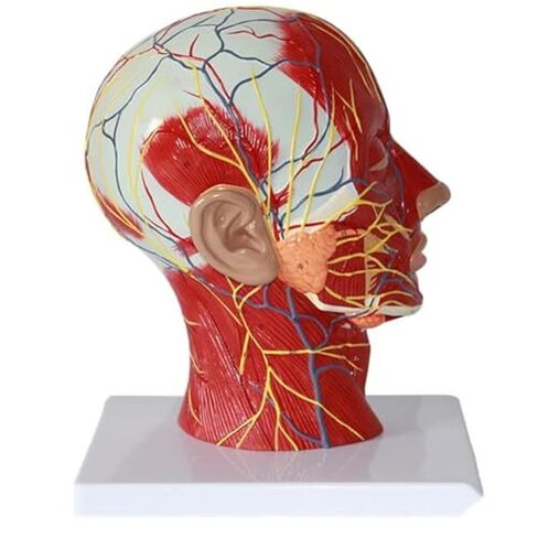 A Human Half Head Neurovascular and Facial Anatomical Medical Model with Muscle Structure in Saudi Arabia