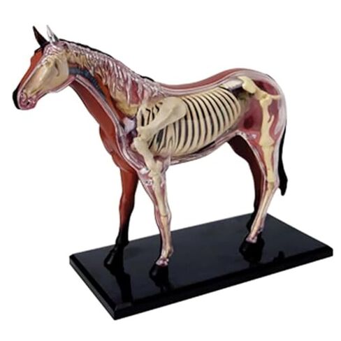 4D Horse Anatomy Model, Animal Bone Specimens, Detachable 26 Parts, Veterinary Training in Pet Clinics, Medical Education in Saudi Arabia