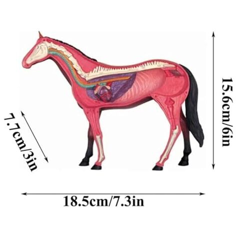 4D Horse Anatomy Model, Animal Bone Specimens, Detachable 26 Parts, Veterinary Training in Pet Clinics, Medical Education in Saudi Arabia