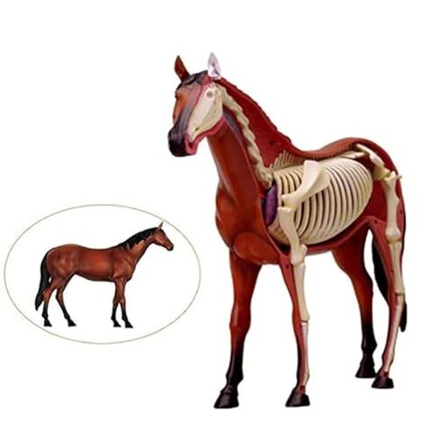 4D Horse Anatomy Model, Animal Bone Specimens, Detachable 26 Parts, Veterinary Training in Pet Clinics, Medical Education in Saudi Arabia