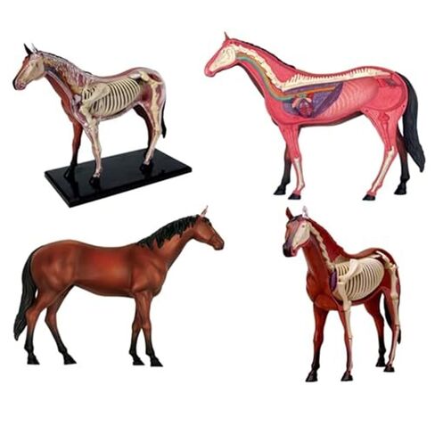 4D Horse Anatomy Model, Animal Bone Specimens, Detachable 26 Parts, Veterinary Training in Pet Clinics, Medical Education in Saudi Arabia