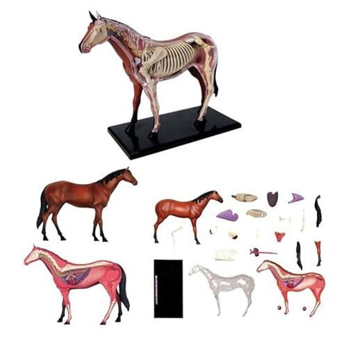 4D Horse Anatomy Model, Animal Bone Specimens, Detachable 26 Parts, Veterinary Training in Pet Clinics, Medical Education in Saudi Arabia