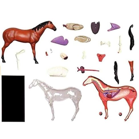 4D Horse Anatomy Model, Animal Bone Specimens, Detachable 26 Parts, Veterinary Training in Pet Clinics, Medical Education in Saudi Arabia