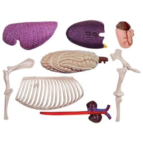 4D Horse Anatomy Model, Animal Bone Specimens, Detachable 26 Parts, Veterinary Training in Pet Clinics, Medical Education in Saudi Arabia