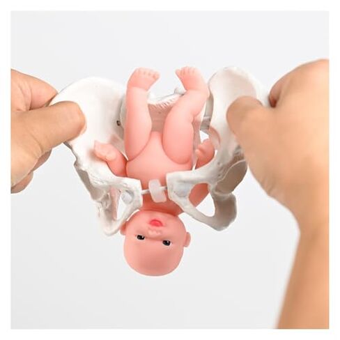 Female Pelvic Model with, Childbirth Education Tools, PVC Nursing Manikin Medical Teaching(Mini)(Mini) in Saudi Arabia