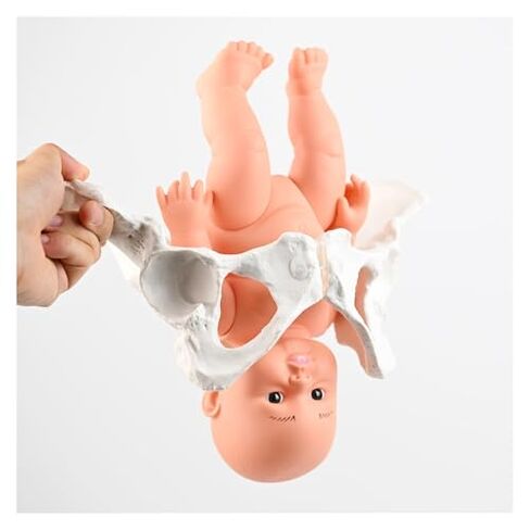 Female Pelvic Model with, Childbirth Education Tools, PVC Nursing Manikin Medical Teaching(Mini)(Mini) in Saudi Arabia