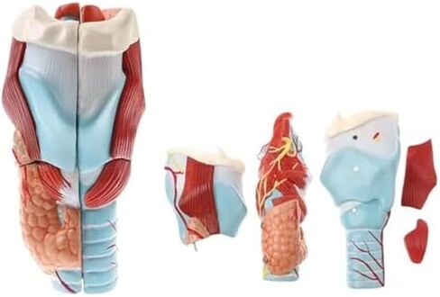 2X Human Throat, Medical Anatomy Model, 5 Parts of Human Throat and Digital Labeling Teaching in Saudi Arabia