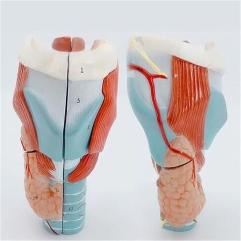 2X Human Throat, Medical Anatomy Model, 5 Parts of Human Throat and Digital Labeling Teaching in Saudi Arabia