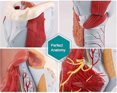 2X Human Throat, Medical Anatomy Model, 5 Parts of Human Throat and Digital Labeling Teaching in Saudi Arabia