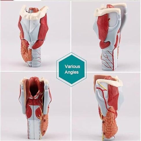 2X Human Throat, Medical Anatomy Model, 5 Parts of Human Throat and Digital Labeling Teaching in Saudi Arabia