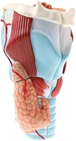 2X Human Throat, Medical Anatomy Model, 5 Parts of Human Throat and Digital Labeling Teaching in Saudi Arabia