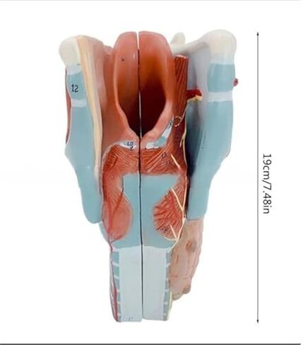 2X Human Throat, Medical Anatomy Model, 5 Parts of Human Throat and Digital Labeling Teaching in Saudi Arabia