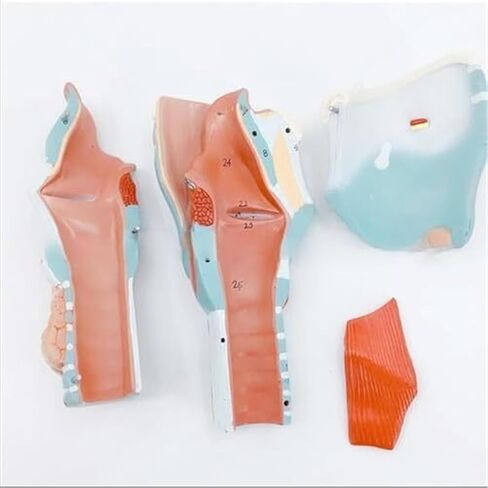 2X Human Throat, Medical Anatomy Model, 5 Parts of Human Throat and Digital Labeling Teaching in Saudi Arabia