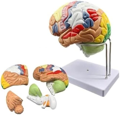 2X Magnification Medical Brain Can Be Divided Into 4 Parts: Cerebral Cortex Neural Model in Saudi Arabia