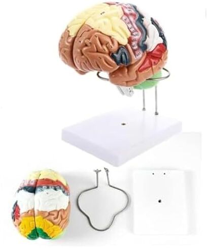 2X Magnification Medical Brain Can Be Divided Into 4 Parts: Cerebral Cortex Neural Model in Saudi Arabia