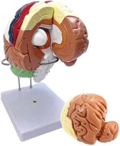 2X Magnification Medical Brain Can Be Divided Into 4 Parts: Cerebral Cortex Neural Model in Saudi Arabia
