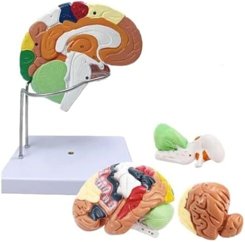 2X Magnification Medical Brain Can Be Divided Into 4 Parts: Cerebral Cortex Neural Model in Saudi Arabia