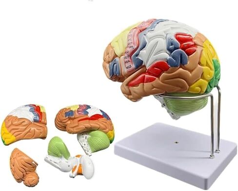 2X Magnification Medical Brain Can Be Divided Into 4 Parts: Cerebral Cortex Neural Model in Saudi Arabia