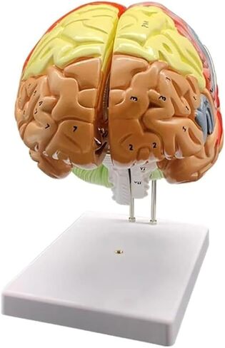 2X Magnification Medical Brain Can Be Divided Into 4 Parts: Cerebral Cortex Neural Model in Saudi Arabia