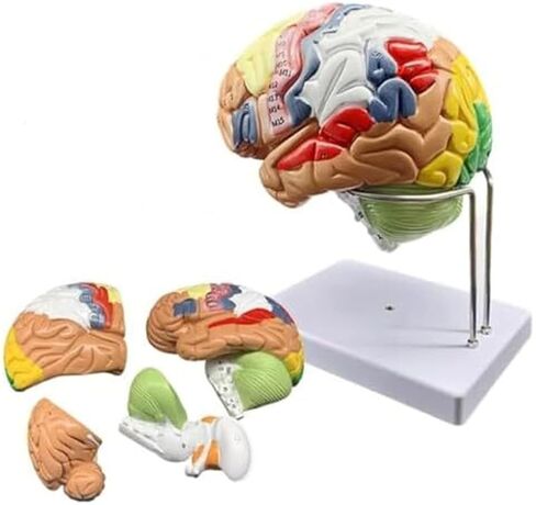2X Magnification Medical Brain Can Be Divided Into 4 Parts: Cerebral Cortex Neural Model in Saudi Arabia