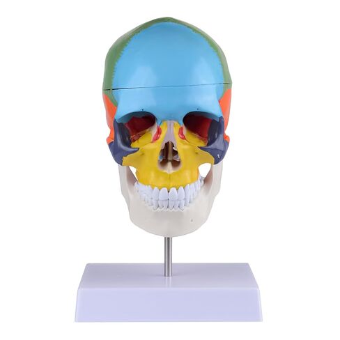 Human Life-Size Colorful Skull Head Anatomical Model with Cervical Vertebrae Nerve Removable Head Model in Kuwait