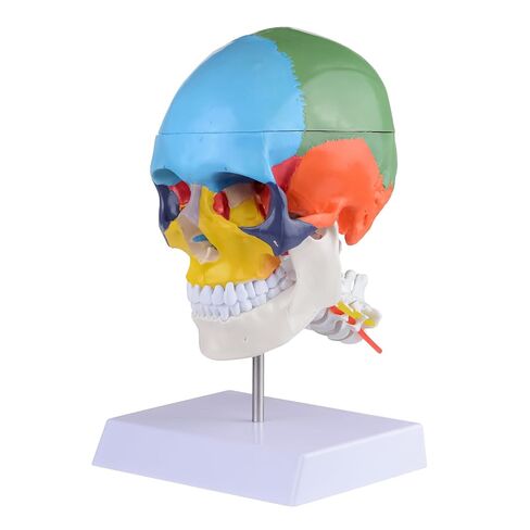 Human Life-Size Colorful Skull Head Anatomical Model with Cervical Vertebrae Nerve Removable Head Model in Kuwait