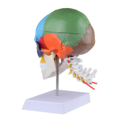 Human Life-Size Colorful Skull Head Anatomical Model with Cervical Vertebrae Nerve Removable Head Model in Kuwait