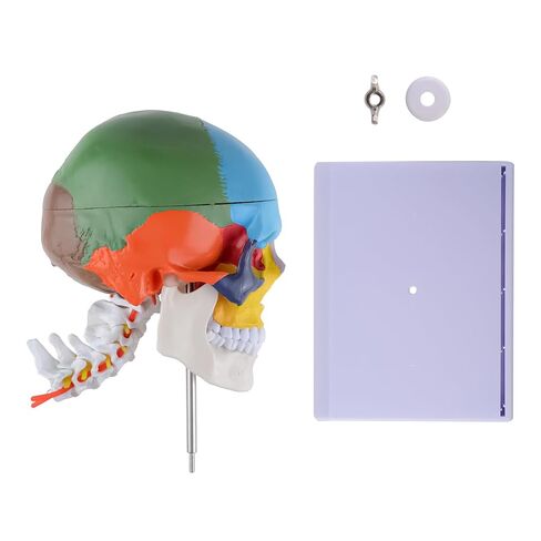 Human Life-Size Colorful Skull Head Anatomical Model with Cervical Vertebrae Nerve Removable Head Model in Kuwait
