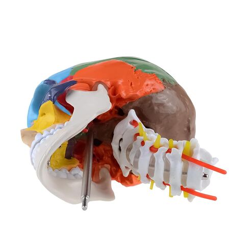 Human Life-Size Colorful Skull Head Anatomical Model with Cervical Vertebrae Nerve Removable Head Model in Kuwait