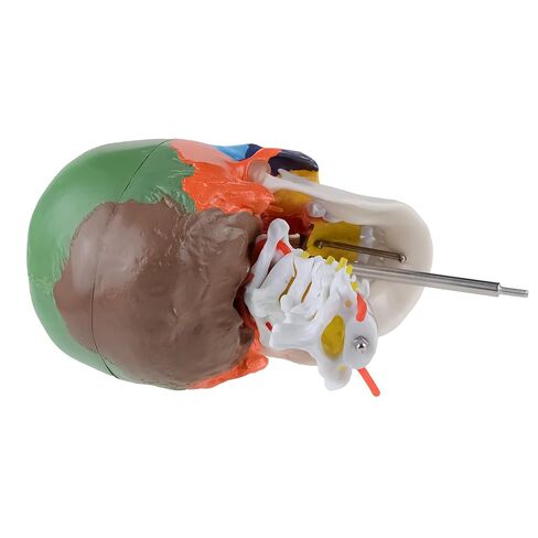Human Life-Size Colorful Skull Head Anatomical Model with Cervical Vertebrae Nerve Removable Head Model in Kuwait