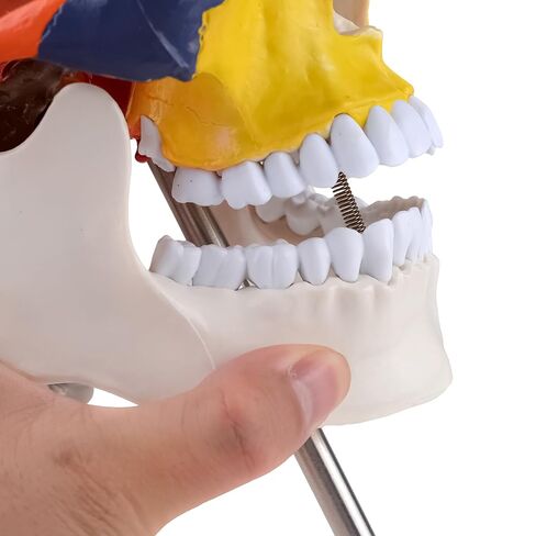 Human Life-Size Colorful Skull Head Anatomical Model with Cervical Vertebrae Nerve Removable Head Model in Kuwait