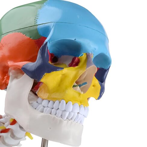 Human Life-Size Colorful Skull Head Anatomical Model with Cervical Vertebrae Nerve Removable Head Model in Kuwait