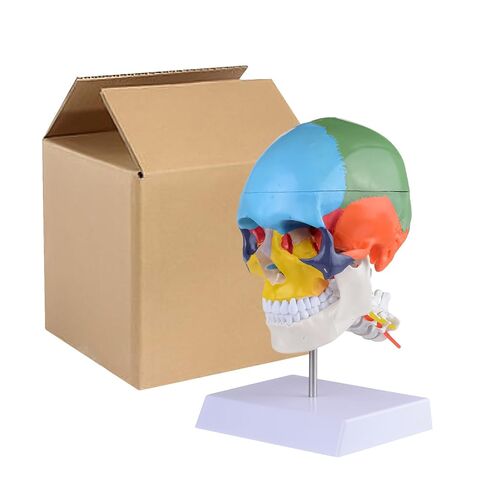 Human Life-Size Colorful Skull Head Anatomical Model with Cervical Vertebrae Nerve Removable Head Model in Kuwait