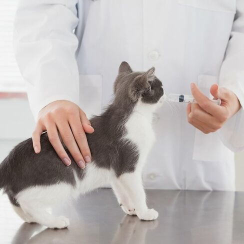 مجموعة النظام الغذائي السائل للمشروبات الغازية المكونة من 10 قطع لجراحة الفك، 2 حقنة مباشرة، 2 موصلات، 2 حقنة منحنية، 2 زجاجة ضغط، 2 أنبوب، لوازم التعافي من جراحة الفك لتناول السوائل وشربها in Kuwait