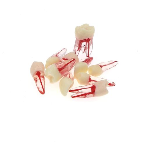 10 قطعة نموذج قناة الأسنان ملف اللبية RCT ممارسة اللب الجذر لدراسة التدريس in Kuwait