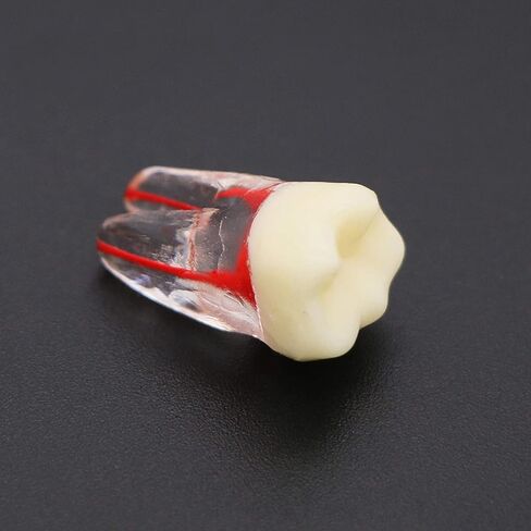 10 قطعة نموذج قناة الأسنان ملف اللبية RCT ممارسة اللب الجذر لدراسة التدريس in Kuwait