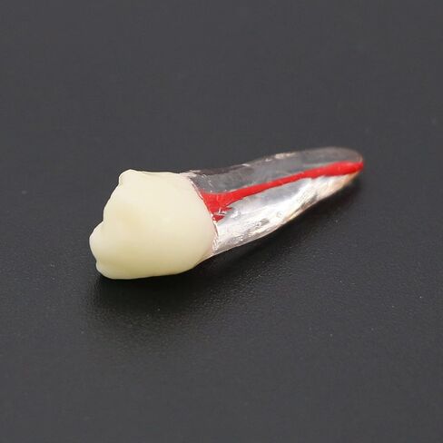 10 قطعة نموذج قناة الأسنان ملف اللبية RCT ممارسة اللب الجذر لدراسة التدريس in Kuwait