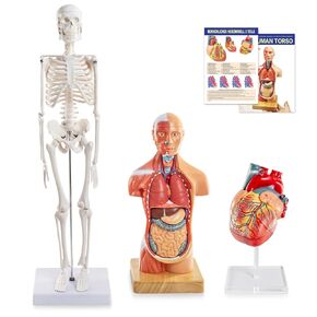 Human Body Skeleton and Heart Anatomcal Model Set-Best Hands-on 3D Models Set Study Tools for Medical Student Teacher Education Display in Kuwait