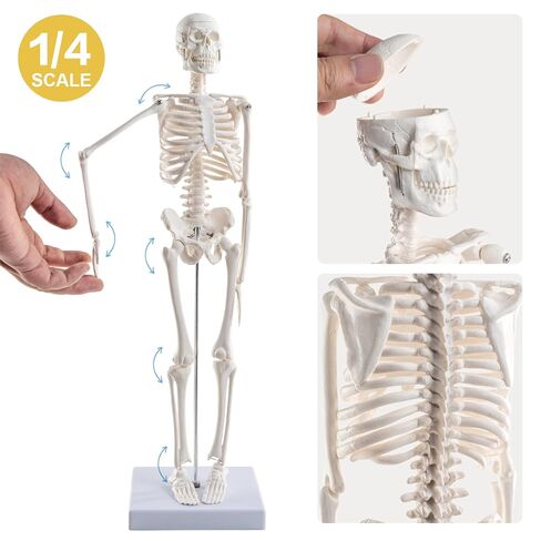 Human Body Skeleton and Heart Anatomcal Model Set-Best Hands-on 3D Models Set Study Tools for Medical Student Teacher Education Display in Kuwait