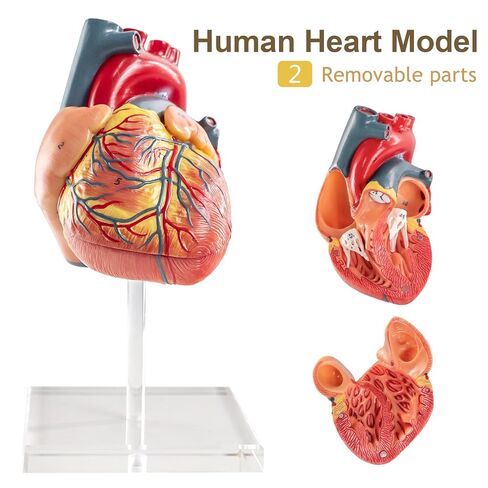 Human Body Skeleton and Heart Anatomcal Model Set-Best Hands-on 3D Models Set Study Tools for Medical Student Teacher Education Display in Kuwait