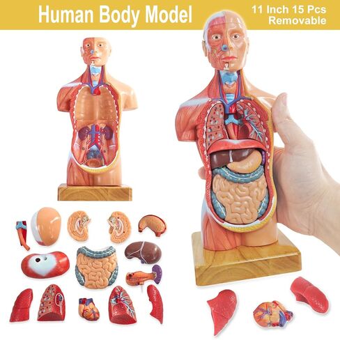 Human Body Skeleton and Heart Anatomcal Model Set-Best Hands-on 3D Models Set Study Tools for Medical Student Teacher Education Display in Kuwait