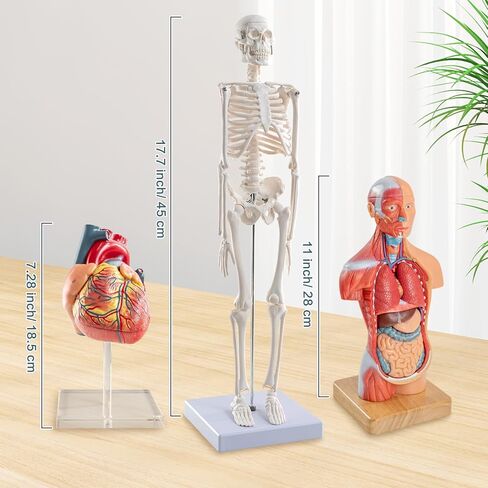Human Body Skeleton and Heart Anatomcal Model Set-Best Hands-on 3D Models Set Study Tools for Medical Student Teacher Education Display in Kuwait