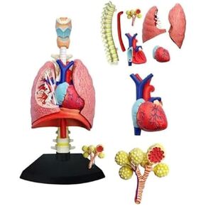 4D Respiratory System Lung Model of 21 Removable Parts Medical Teaching Model in Saudi Arabia
