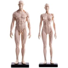 30cm PU White Mannequin Muscle Sculpture, Studied by Female and Male Structural Medical Artists in Saudi Arabia