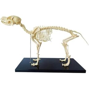 Dog Bone Specimens, Animal Anatomy Teaching Models, Biology Teaching Veterinary Teaching Demonstration Tools in Saudi Arabia