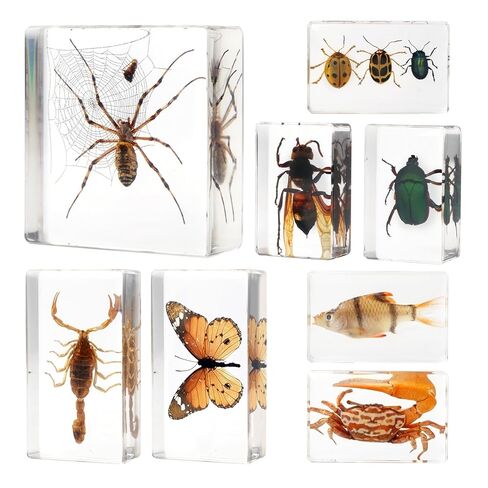 16 Real Bugs Specimens,Resin Insects Taxidermy Bugs Preserved Animals in Resin for Science Classroom Education,Oddity Biology Christmas Thanksgiving Gifts,Entomology Display,Butterfly Beetle Decor in Kuwait