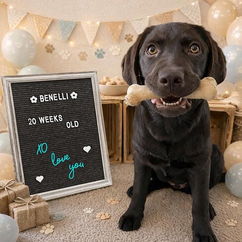 Rustic Felt Letter Board Bundle Farmhouse Vintage Barn Wood Frame and Stand by Felt Creative Home Goods Changeable Message Memo Board 700+ Letter Set Numbers (Natural Wood, 10x10 Inches) in Kuwait